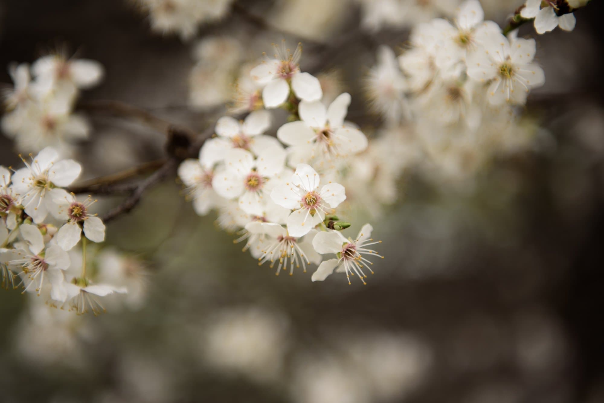 Frühling: Er kommt!