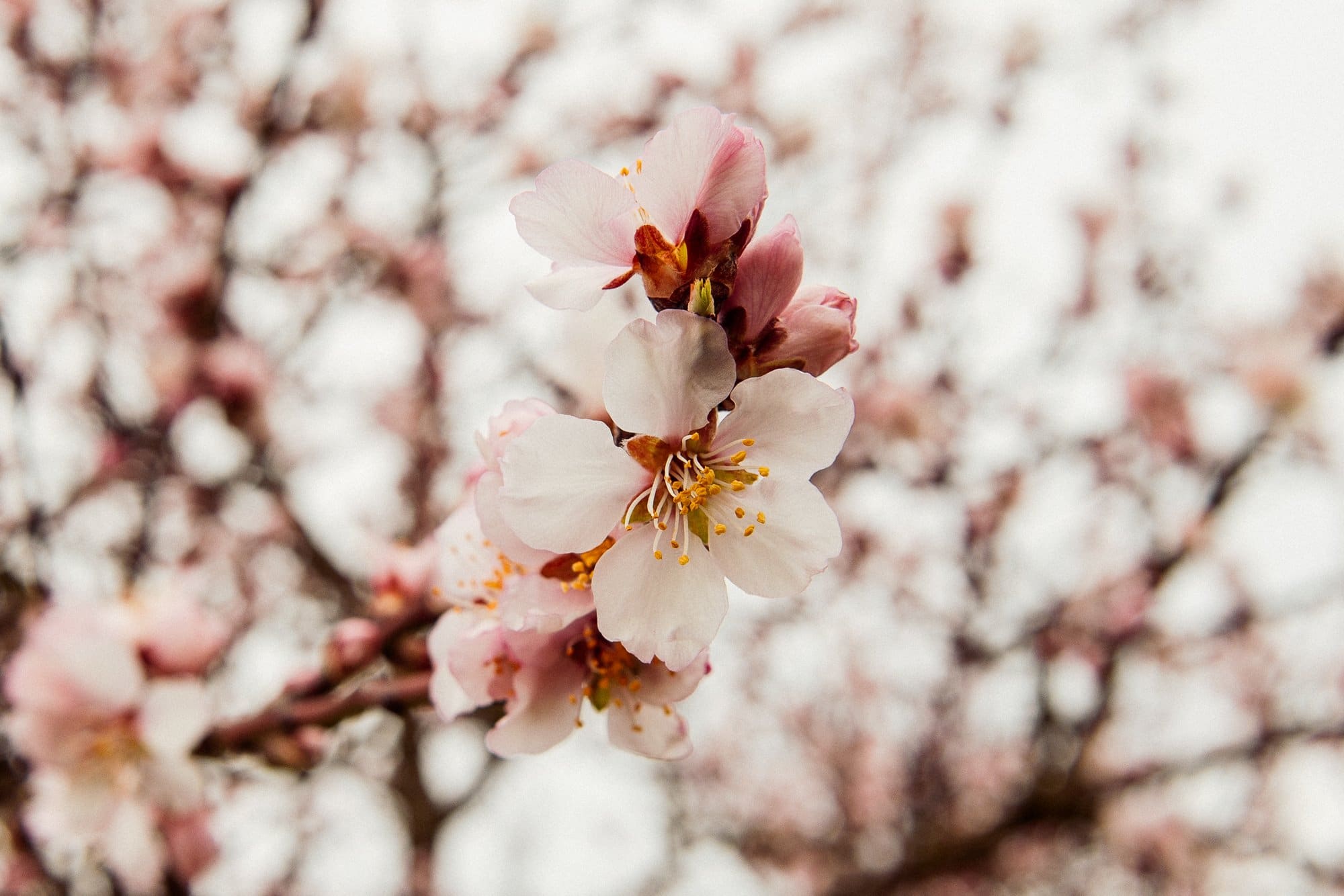 Mandelblüten in Gimmeldingen