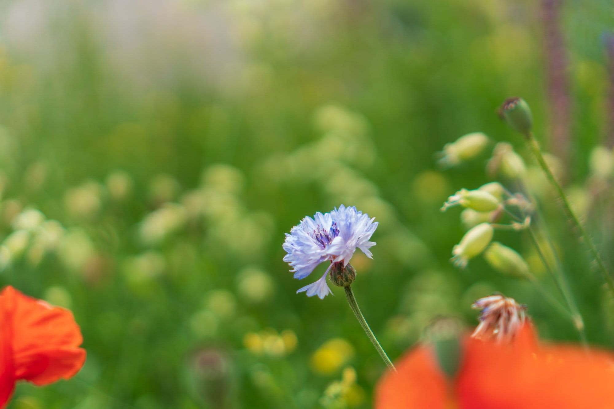Heute mal Blumen. Weil sie schön sind