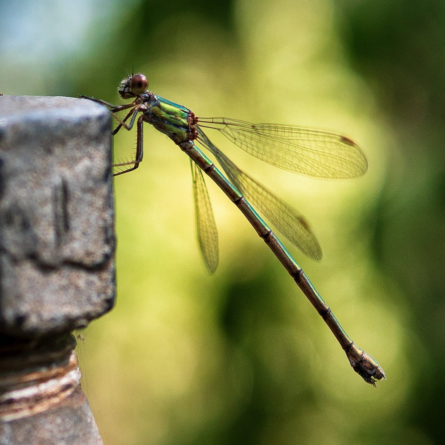 Libelle