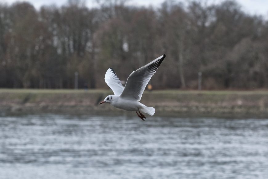 Die Regenpfeiferartigen