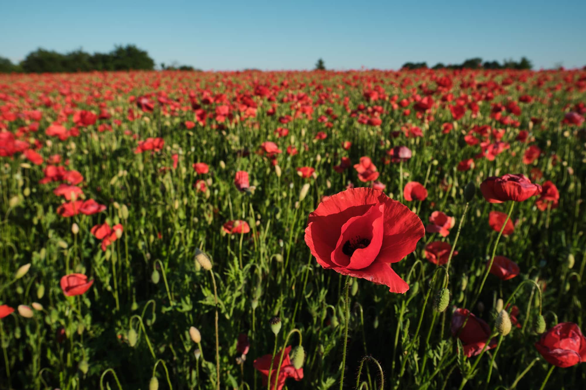 Klatschmohn – nicht zum Verzehr geeignet.