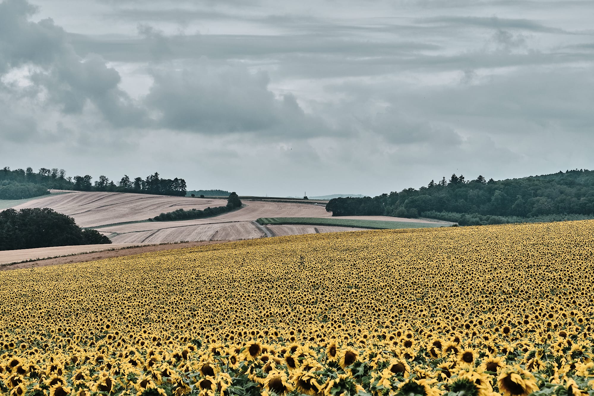 Sunflower Power