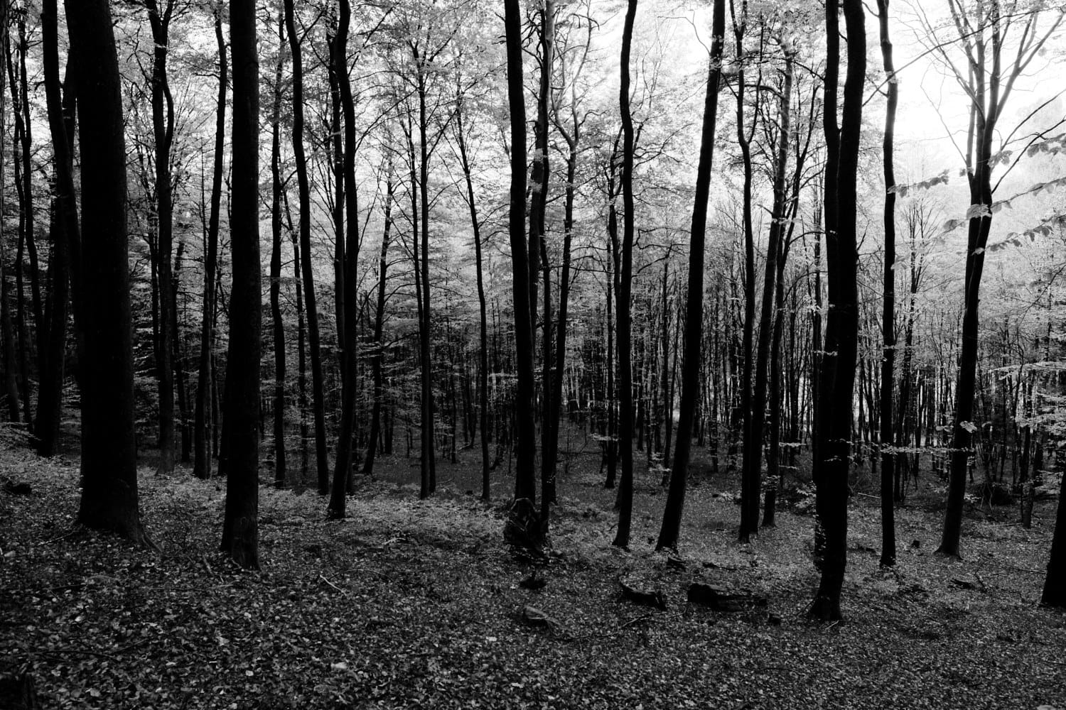 Wald Minimalismus – Das Muss