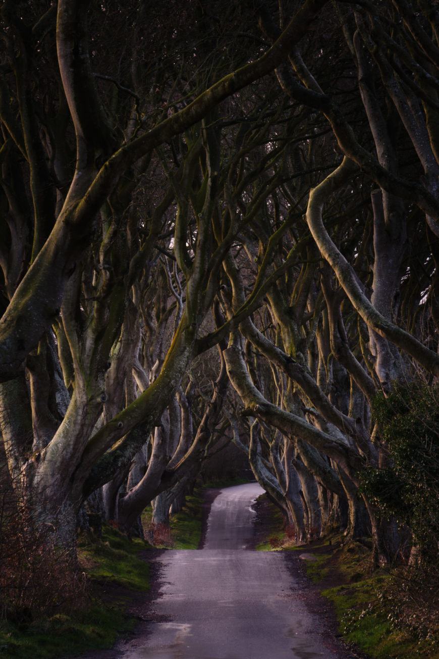 The Dark Hedges