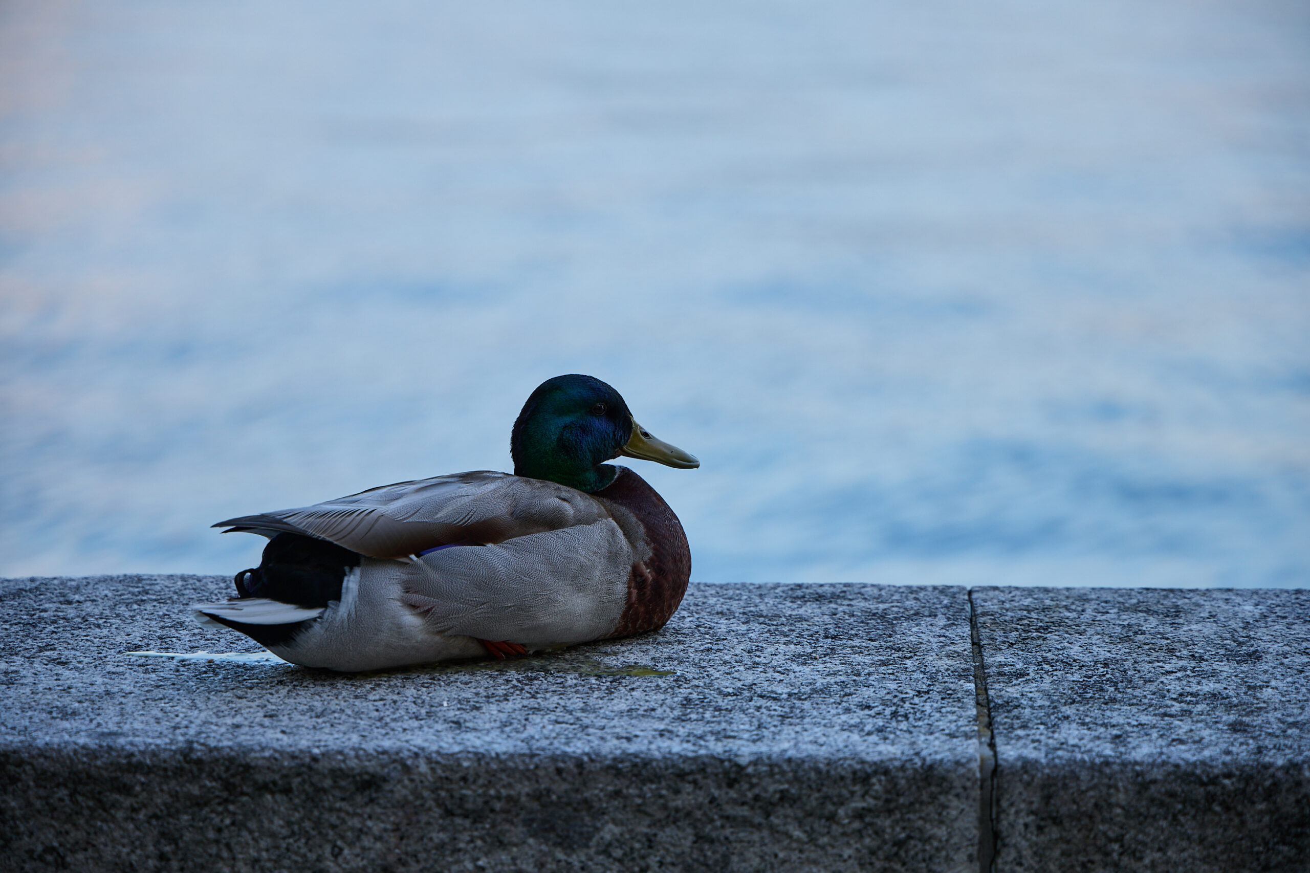 Blaue Stunde